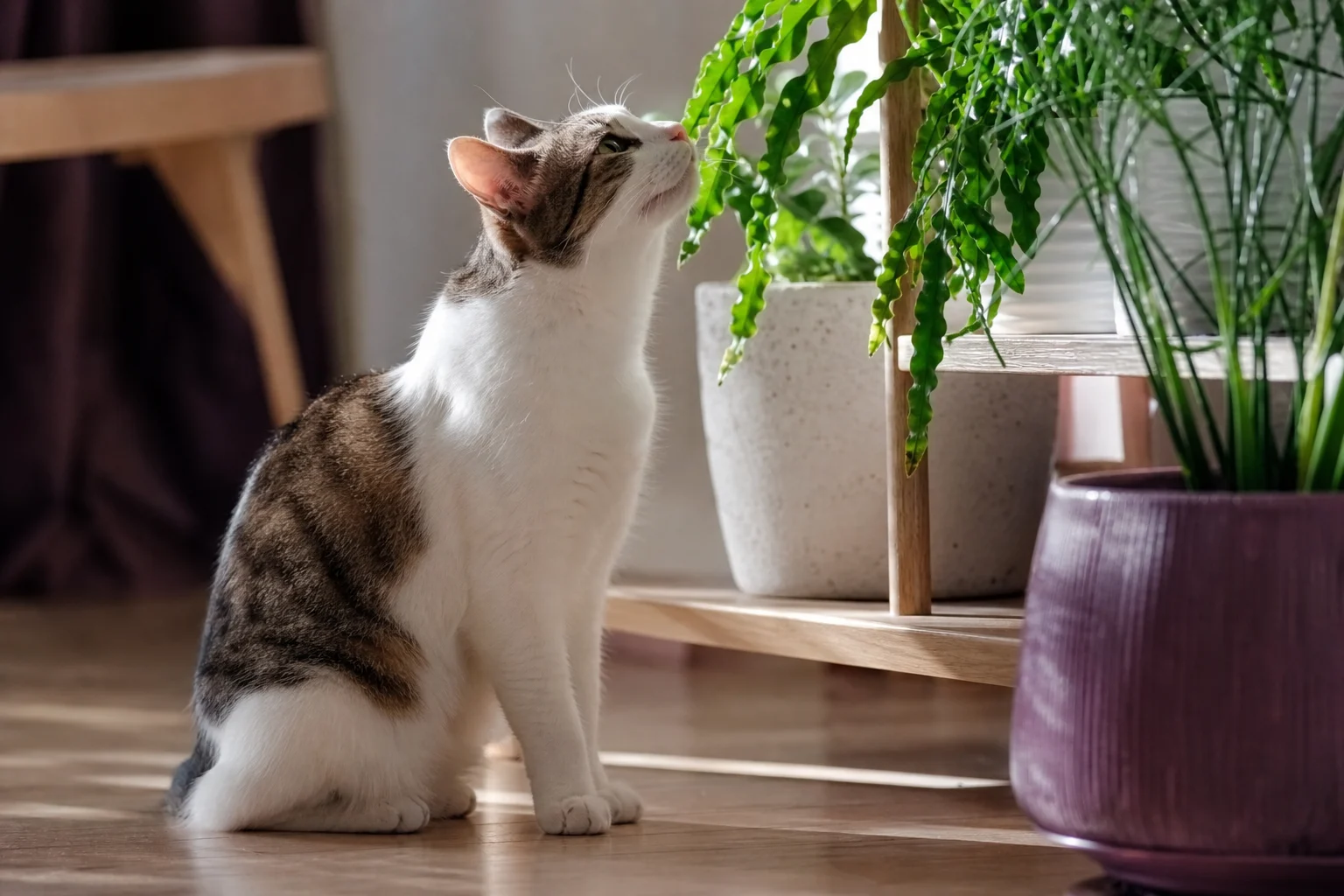 Giftige Pflanzen für Katzen: die wichtigste Liste